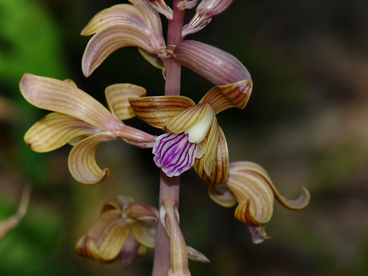 {Hexalectris spicata}